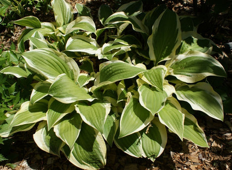 'Scooter' Hosta From NH Hostas