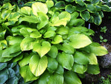 'Sea Fire' Hosta From NH Hostas