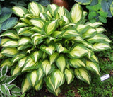 'Sea Thunder' Hosta From NH Hostas