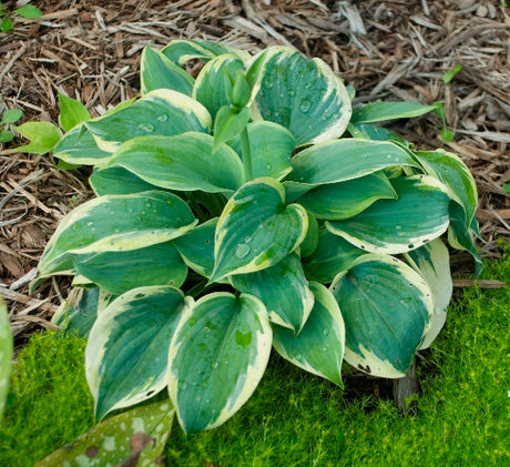 'Secret Ambition' Hosta