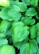 'Sharmon' Hosta