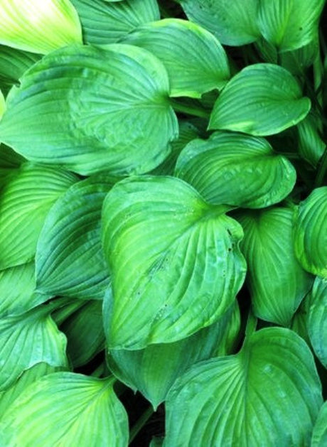 'Sharmon' Hosta
