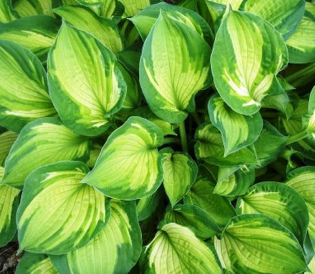 'Sharmon' Hosta