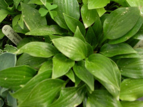'Shining Tot' Hosta