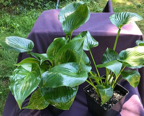 'Shiny Sonata' Hosta Courtesy of Naylor Creek
