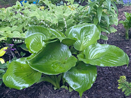 Hosta 'Shiny Sonata' Courtesy of the Hosta Library