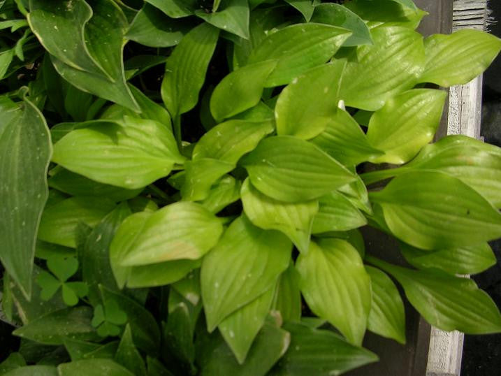 'Shiny Penny' Hosta from NH Hostas