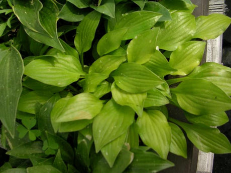 'Shiny Penny' Hosta from NH Hostas