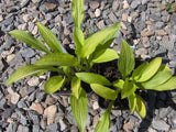 'Subcrocea' Hosta From NH Hostas