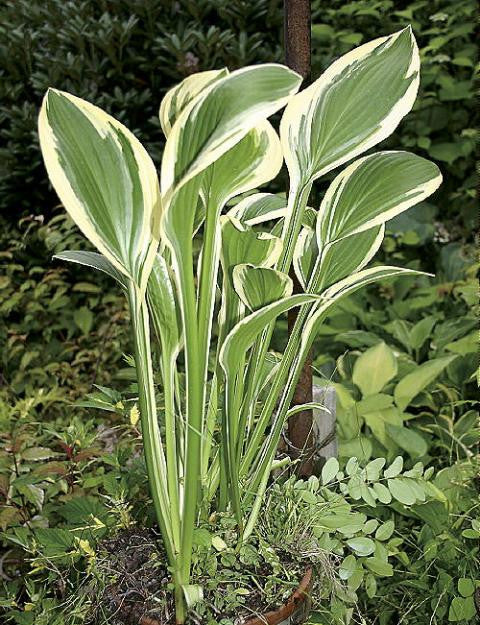 SILVER STAR Hosta Courtesy of Q&Z Nursery