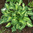 Hosta 'Silver Lode' Courtesy of Chick Wasitis and the Hosta Library