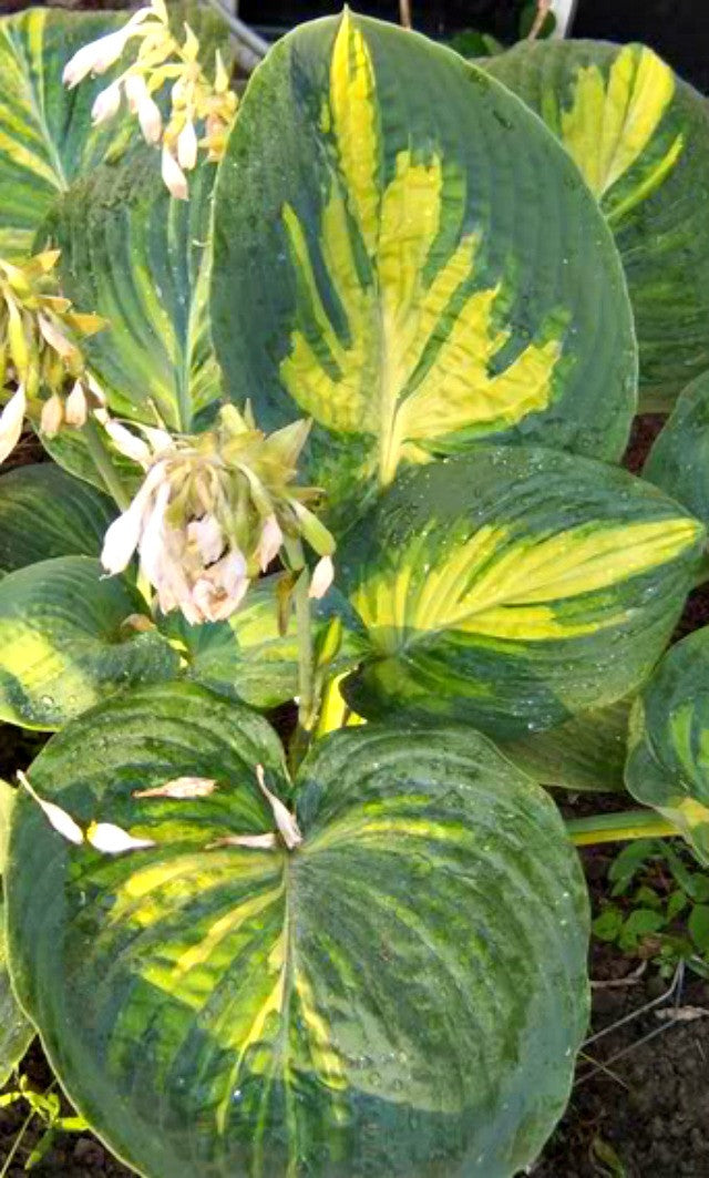 'Simply Sharon' Hosta 