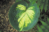 'Simply Sharon' Hosta Courtesy of Shady Oaks Nursery