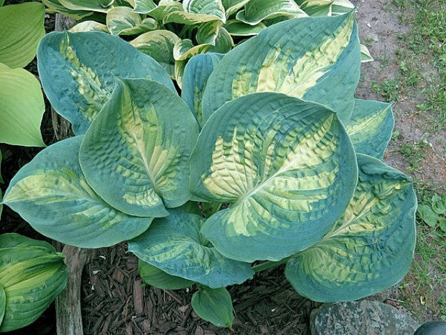 Hosta 'Simply Sharon' Courtesy of the Hosta Library