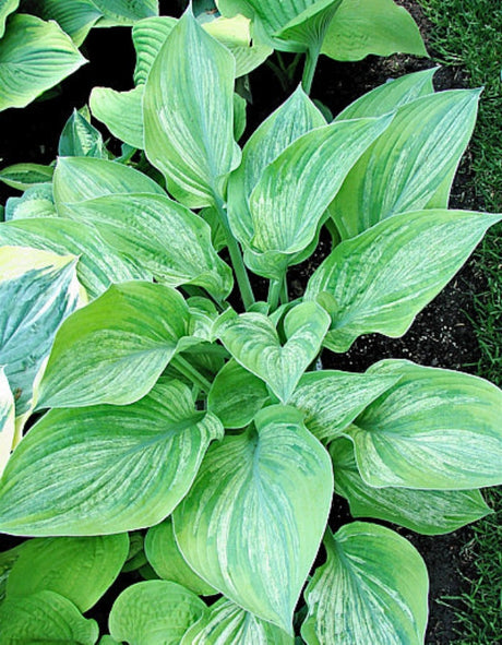 Hosta 'Sir Prize' Courtesy of Jay McWherter and the Hosta Library