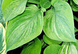 Hosta 'Sir Prize' Courtesy of Jay McWherter and the Hosta Library