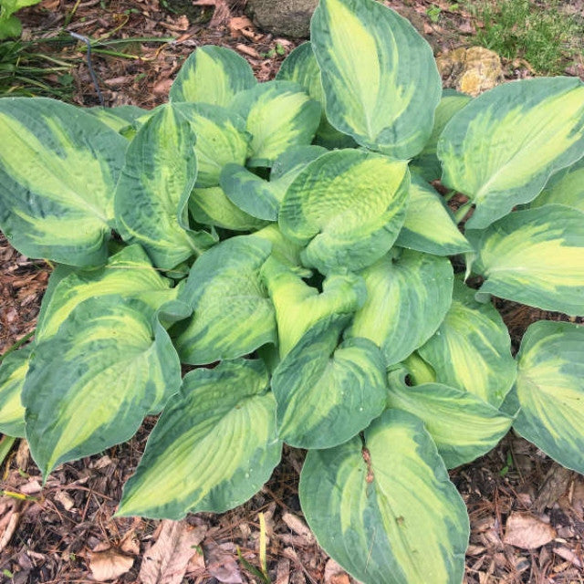 Hosta 'Sister Act' Courtesy of Chris Wilhoite and Walters Gardens