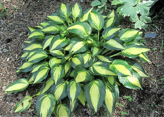'Sitting Pretty' Hosta Courtesy of Carol Brashear