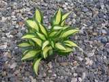'Sitting Pretty' Hosta From NH Hostas
