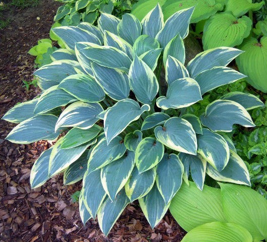 'Sleeping Beauty' Hosta From NH Hostas