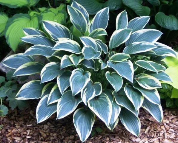 'Sleeping Beauty' Hosta From NH Hostas