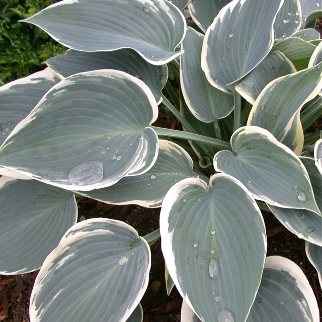 'Sleeping Beauty' Hosta Courtesy of Walters Gardens