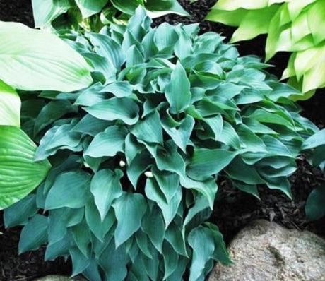 'Slim and Trim' Hosta Courtesy of Shady Oaks Nursery