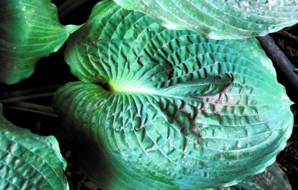 'Smokey Bear' Hosta Courtesy of Shady Oaks Nursery