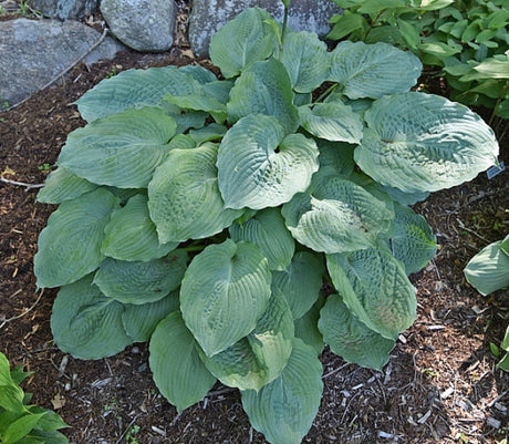 Hosta 'Smokey Bear' Courtesy of Bert Malkus and the Hosta Library