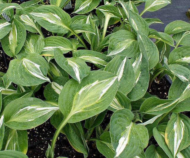 'Snake Eyes' Hosta From NH Hostas