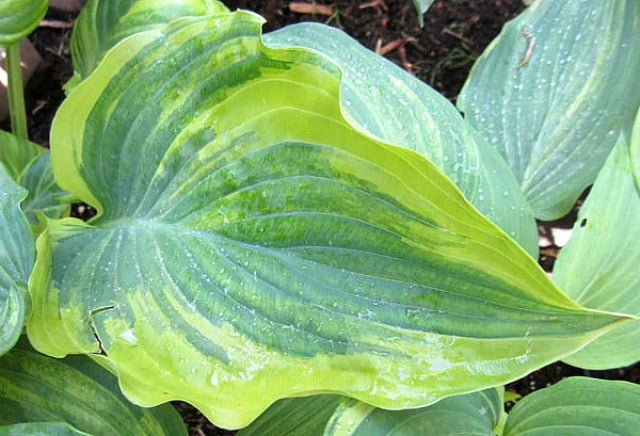 'Snicker's Surprise' Hosta Courtesy of Jeff Moore and the Hosta Library