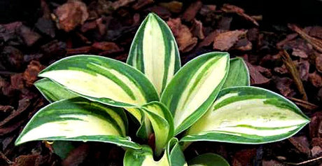'Snow Mouse' Hosta