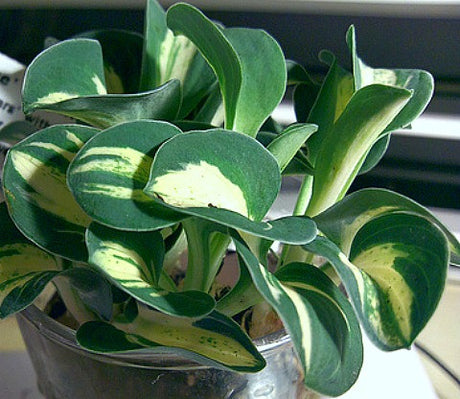 'Snow Mouse' Hosta