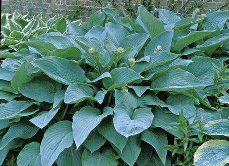 Hosta 'Snowden' Courtesy of the Hosta Library