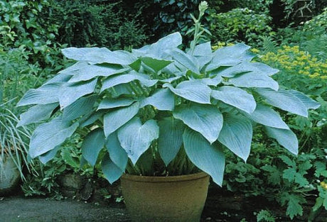 Hosta 'Snowden' Courtesy of the Hosta Library