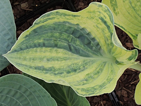 Hosta 'Spring Ghost' Courtesy of Danny Van Eechaute and the Hosta Library