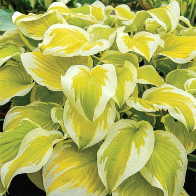 Example of Badly Photo-Shopped Picture of this Hosta