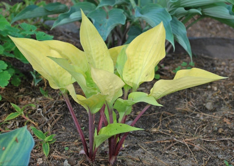 Hosta 'Sri Lankan Spice Courtesy of Rick Goodenough