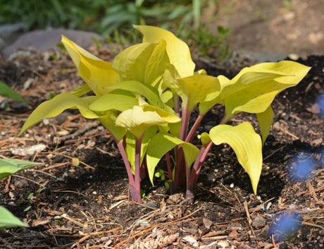 Hosta 'Sri Lankan Spice Courtesy of Rick Goodenough