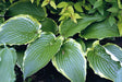 Hosta 'Stand Corrected' Courtesy of Ron Livingston and the Hosta Library