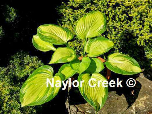 'Star Wars' Hosta Courtesy Of Naylor Creek