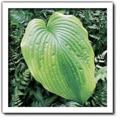 'Star-kissed' Hosta Courtesy of Q & Z Nursery