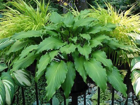 Hosta 'Stir It Up' Courtesy of the Hosta Library