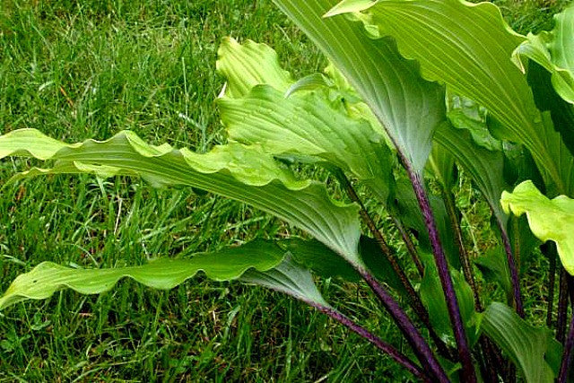 'Stir It Up' Hosta Courtesy of Alttara Scheer