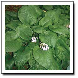 'Stonewall' Hosta Courtesy of Q&Z Nursery