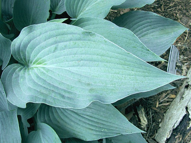 'Stormy Seas' Hosta Courtesy of Carol Brashear