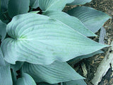 'Stormy Seas' Hosta Courtesy of Carol Brashear