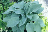 'Stormy Seas' Hosta Courtesy of Q&Z Nursery