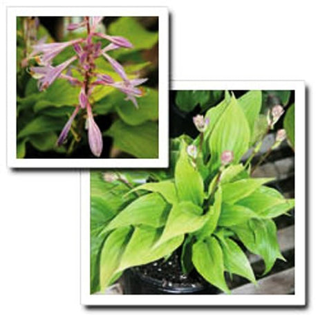 'Strawberry Yogurt' Hosta Courtesy of Q&Z Nursery