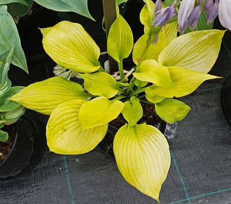 Hosta 'Stuck in Time' Courtesy of Hugo Philips and the Hosta Library